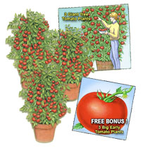 Tomato Giant