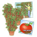 Tomato Giant Trees