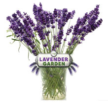 Lavender Garden