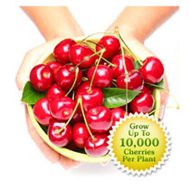 Cherry Hedge